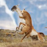 Überlebenskampf in Patagonien: Ein Pumaweibchen stürzt sich auf ein Guanako, um sich und seine Jungen zu versorgen. Es versucht, das Opfer zu Fall zu bringen, und auf dem Bild scheint der Kampf fast entschieden. Doch die vermeintlich leichte Beute konnte entkommen, erinnert sich Fotograf Kevin Yu Shi. So musste sich die abgeschüttelte Raubkatze erneut auf die Jagd machen. 