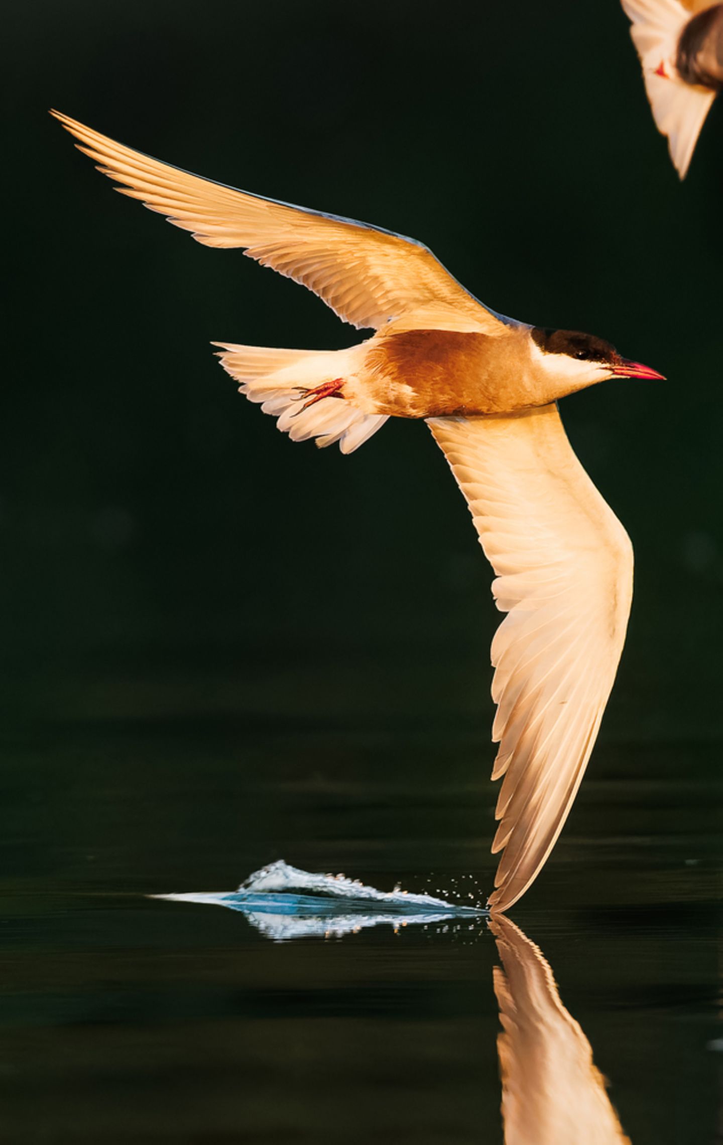 Magischer Moment am Morii-See in Rumänien: Ein Höckerschwan gleitet über die stille Wasseroberfläche. Das Bild gelang dem 15-jährigen Matei Mărăcineanu, indem er das Tier so ruhig wie möglich mit der Kamera verfolgte. "Es war reines Glück, dass ich bei einer so langen Verschlusszeit ein scharfes Bild aufnehmen konnte", erinnert er sich. 