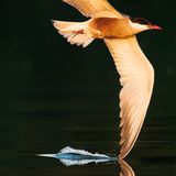 Magischer Moment am Morii-See in Rumänien: Ein Vogel gleitet über die stille Wasseroberfläche. Das Bild gelang dem 15-jährigen Matei Mărăcineanu, indem er das Tier so ruhig wie möglich mit der Kamera verfolgte. "Es war reines Glück, dass ich bei einer so langen Verschlusszeit ein scharfes Bild aufnehmen konnte", erinnert er sich. 