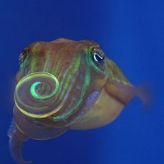 Tintenfisch-Männchen