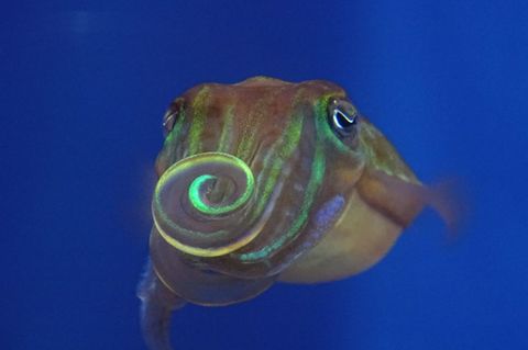 Tintenfisch-Männchen