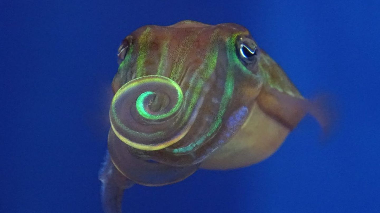 Balzverhalten-Tintenfische-flirten-schillernd-gemustert