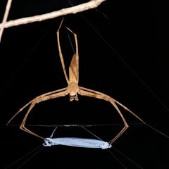 Kescherspinnen sind eine besondere Spinnenfamilie, denn ihre Fäden haben Superkräfte: Sie sind gleichzeitig elastisch und reißfest, wie eine Studie jetzt herausgefunden hat