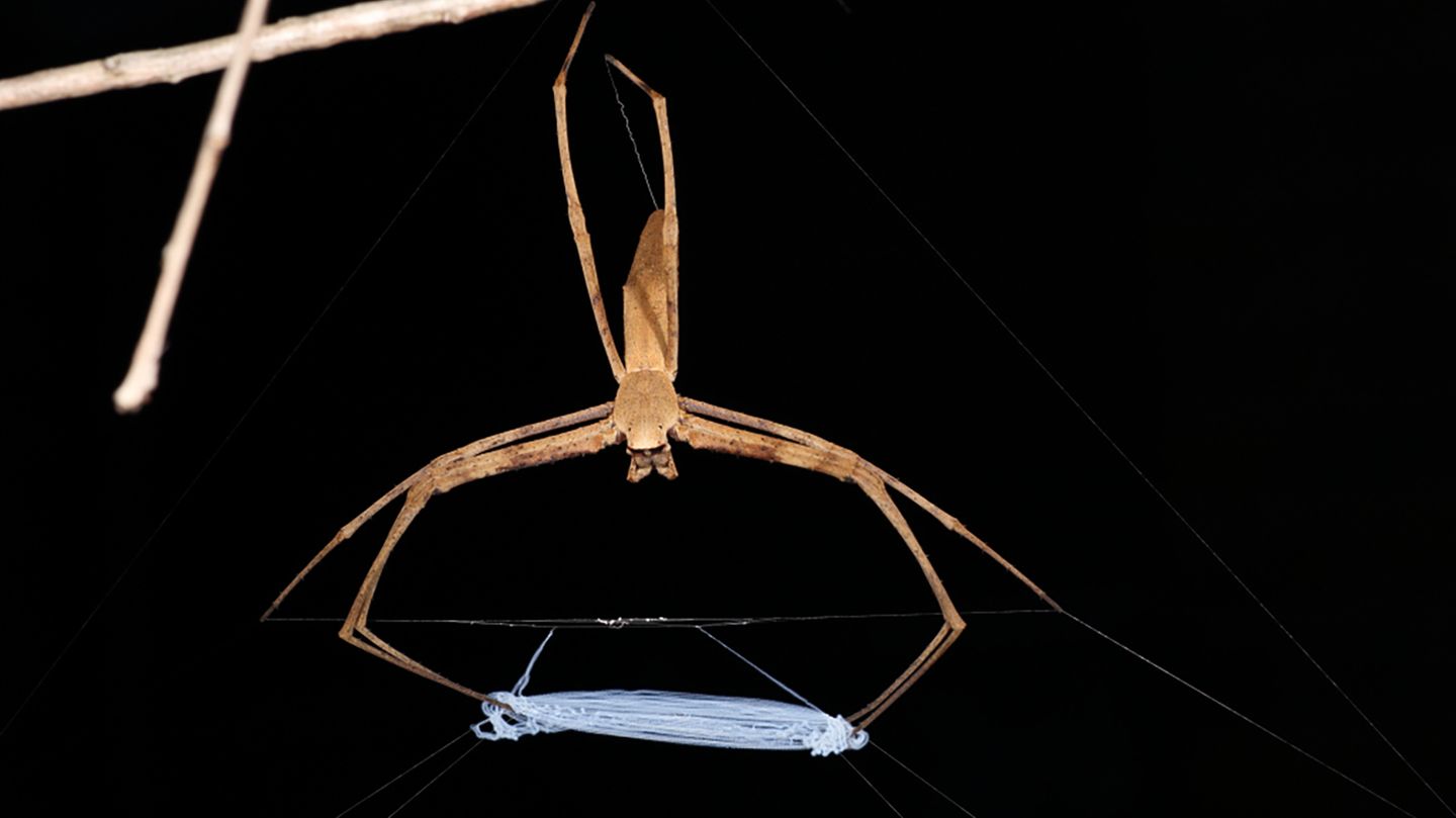 superfasern-die-erstaunliche-physik-hinter-dem-fangnetz-der-kescherspinne