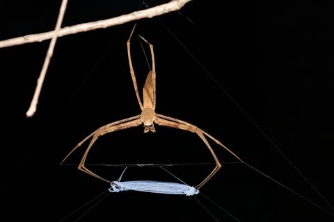 Kescherspinnen sind eine besondere Spinnenfamilie, denn ihre Fäden haben Superkräfte: Sie sind gleichzeitig elastisch und reißfest, wie eine Studie jetzt herausgefunden hat