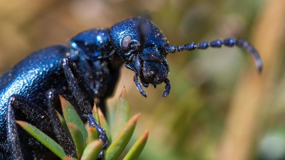 Schwarzblauer Ölkäfer