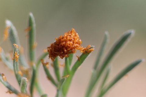 An Pflanzenspitzen bilden die Larven des Schwarzblauen Ölkäfers (Meloe proscarabaeus) eine Scheinblüte
