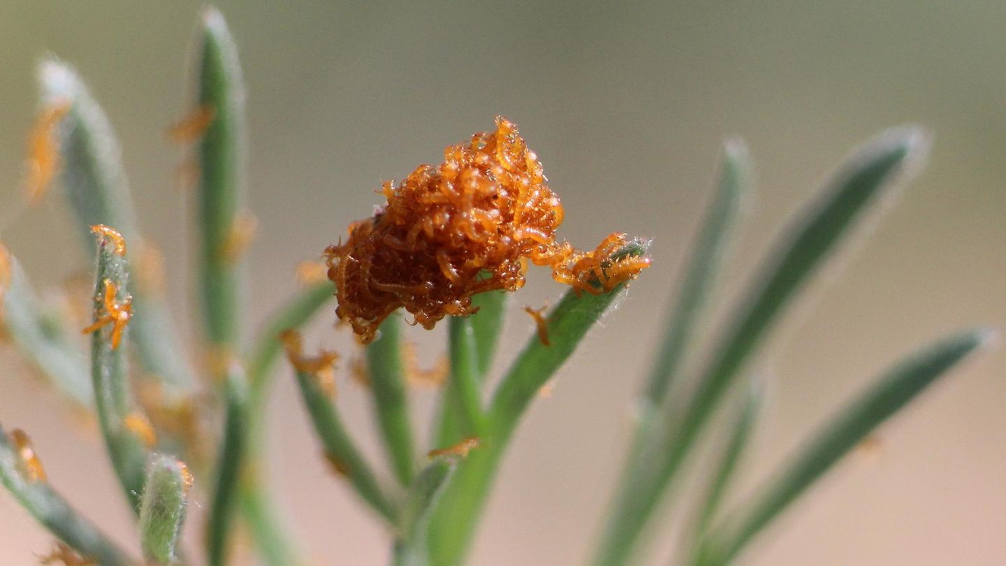 An Pflanzenspitzen bilden die Larven des Schwarzblauen Ölkäfers (Meloe proscarabaeus) eine Scheinblüte
