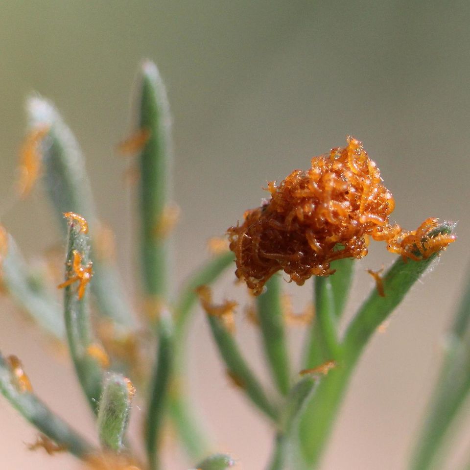 An Pflanzenspitzen bilden die Larven des Schwarzblauen Ölkäfers (Meloe proscarabaeus) eine Scheinblüte