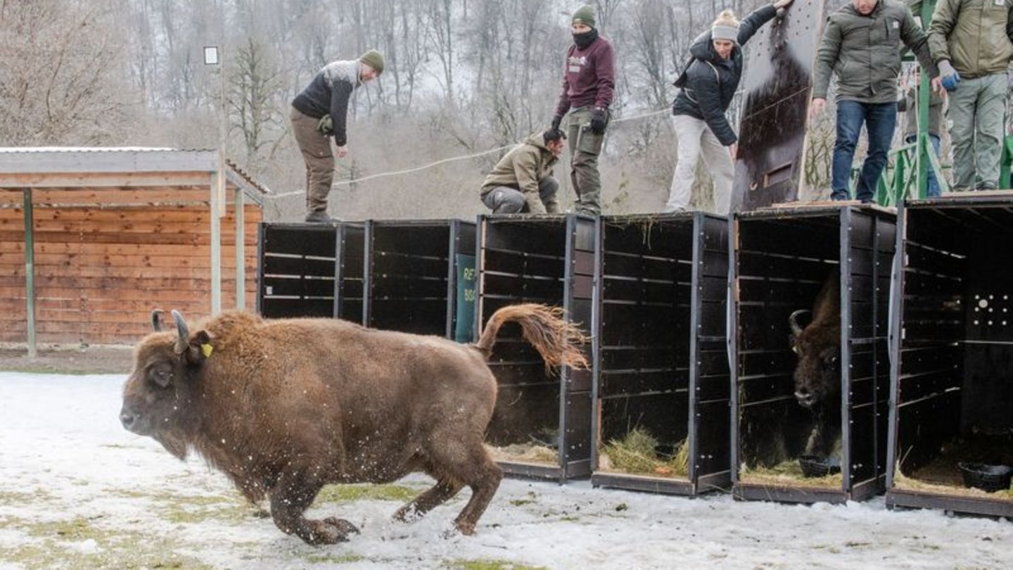 Gro-es-Umsiedlungsprojekt-18-Wisente-aus-Deutschland-im-Kaukasus-ausgewildert