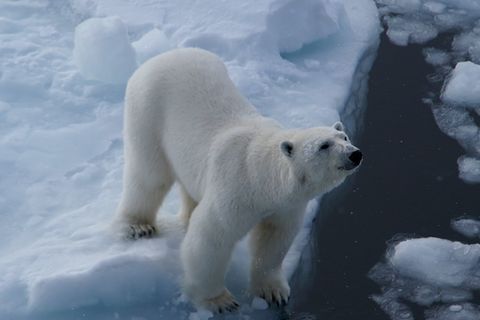 Arktis: Trotz Klimakrise: In Spitzbergen geht es den Eisbären besser als zuvor
