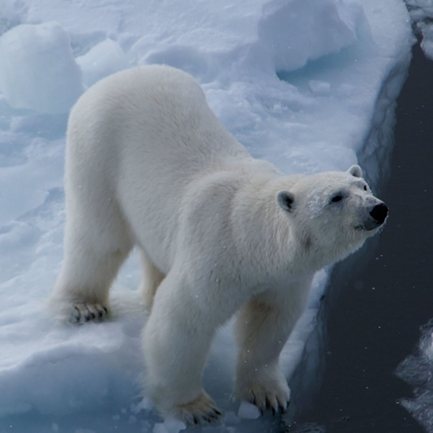 Arktis: Trotz Klimakrise: In Spitzbergen geht es den Eisbären besser als zuvor