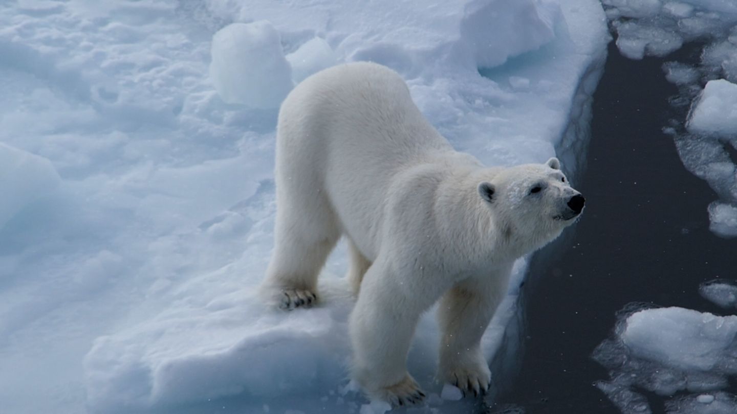 Arktis-Trotz-Klimakrise-In-Spitzbergen-geht-es-den-Eisb-ren-besser-als-zuvor
