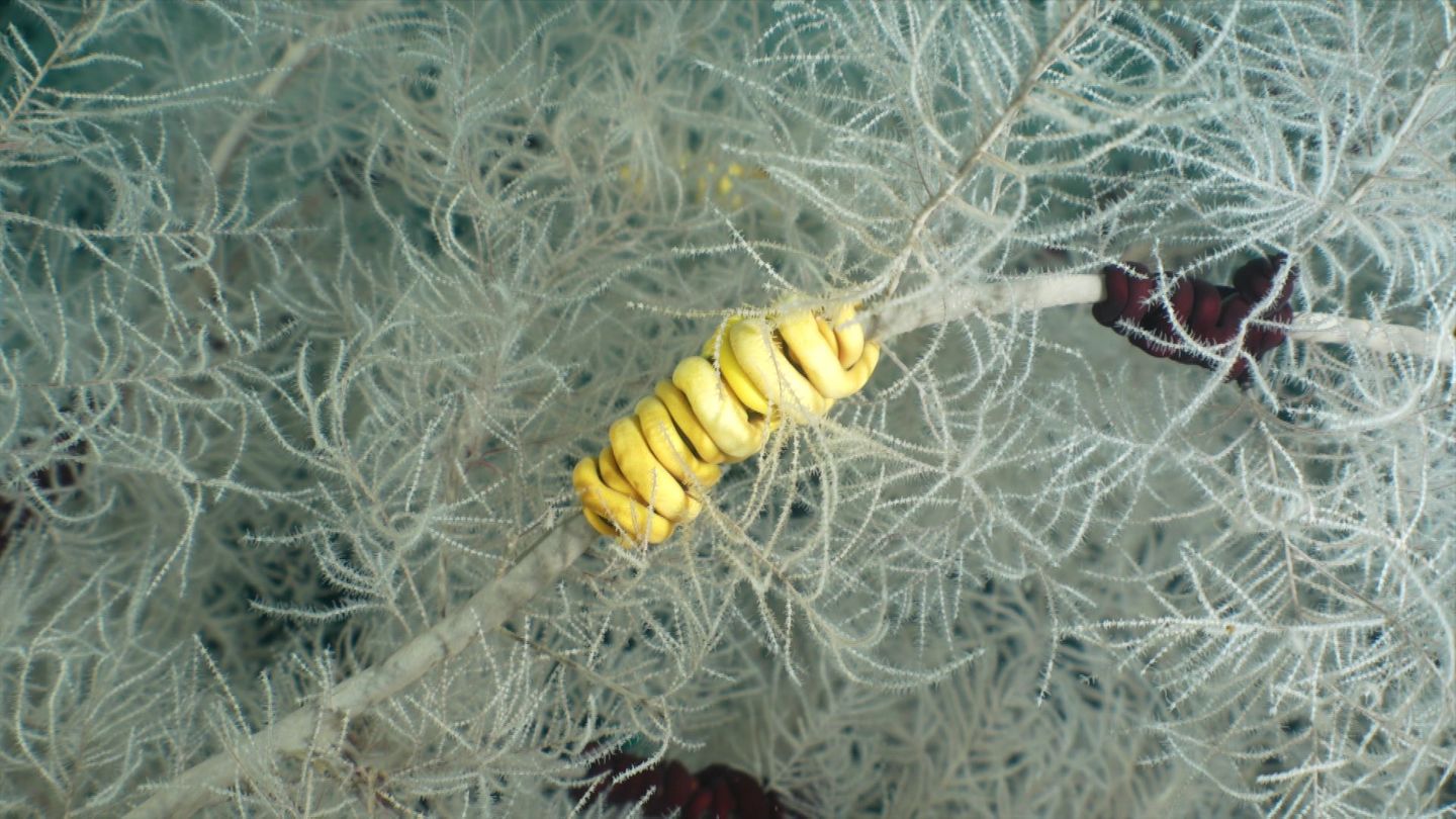 Jahrhundertealt-Forschungstaucher-sto-en-vor-Neuseeland-auf-seltene-Riesenkoralle