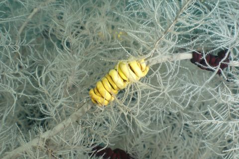 Jahrhundertealt: Forschungstaucher stoßen vor Neuseeland auf seltene Riesenkoralle