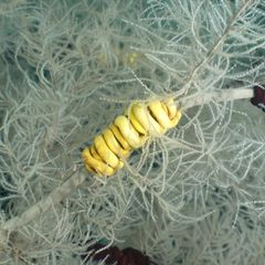 Jahrhundertealt: Forschungstaucher stoßen vor Neuseeland auf seltene Riesenkoralle