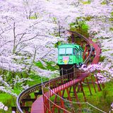 Ein Zug fährt durch ein Meer von Kirschblüten