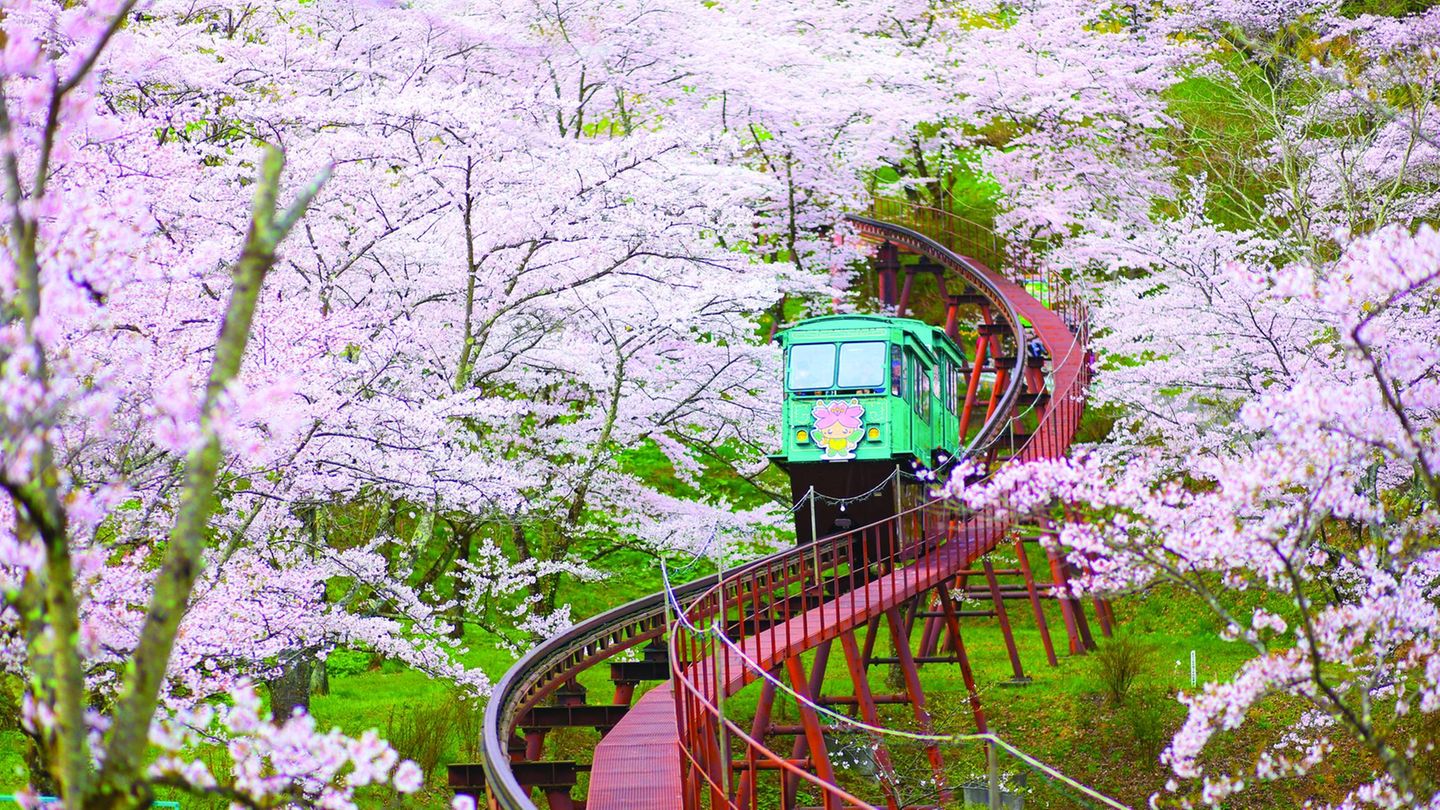 Ein Zug fährt durch ein Meer von Kirschblüten