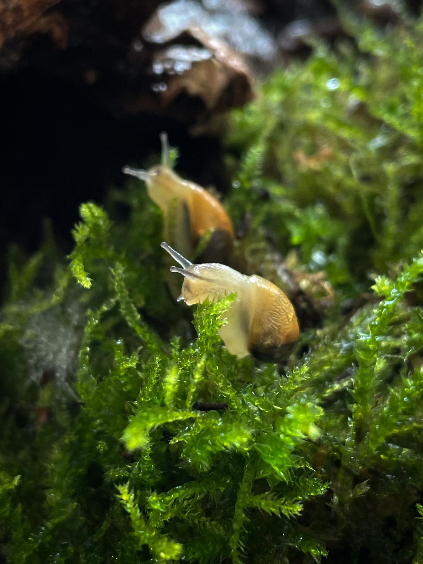 Zwei Schnecken im Moos