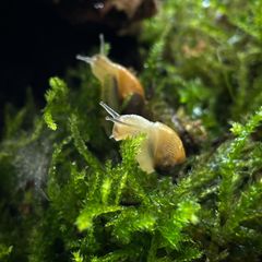 Zwei Schnecken im Moos