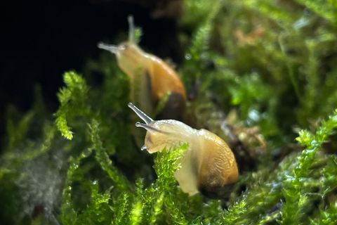 Zwei Schnecken im Moos