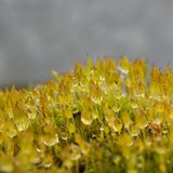 Wassertropfen auf Moos