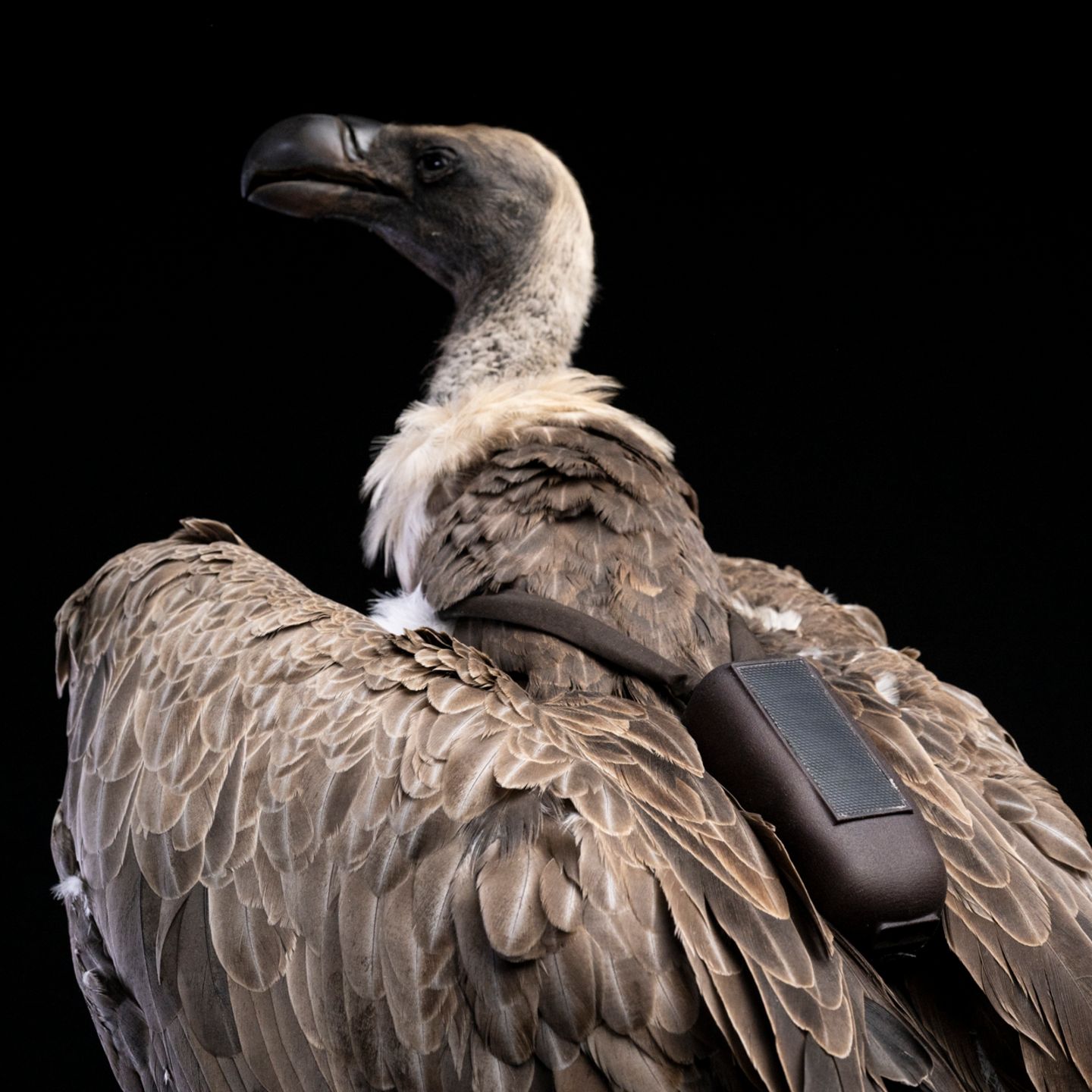 Lebende Drohnen: Den Wilderern auf der Spur: In Uganda verbünden sich Menschen mit Geiern