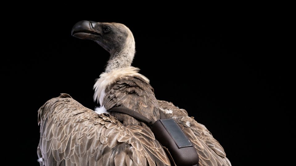 Lebende Drohnen: Den Wilderern auf der Spur: In Uganda verbünden sich Menschen mit Geiern