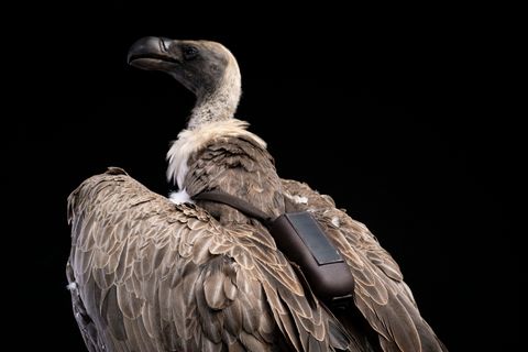 Lebende Drohnen: Den Wilderern auf der Spur: In Uganda verbünden sich Menschen mit Geiern