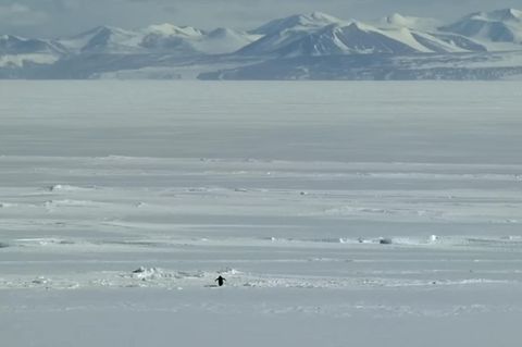 Die berühmte Szene aus Werner Herzogs Dokumentarfilm "Begegnungen am Ende der Welt": Ein Pinguin macht sich auf zu den Bergen – aus Abenteuerlust? Trotz? Depression?