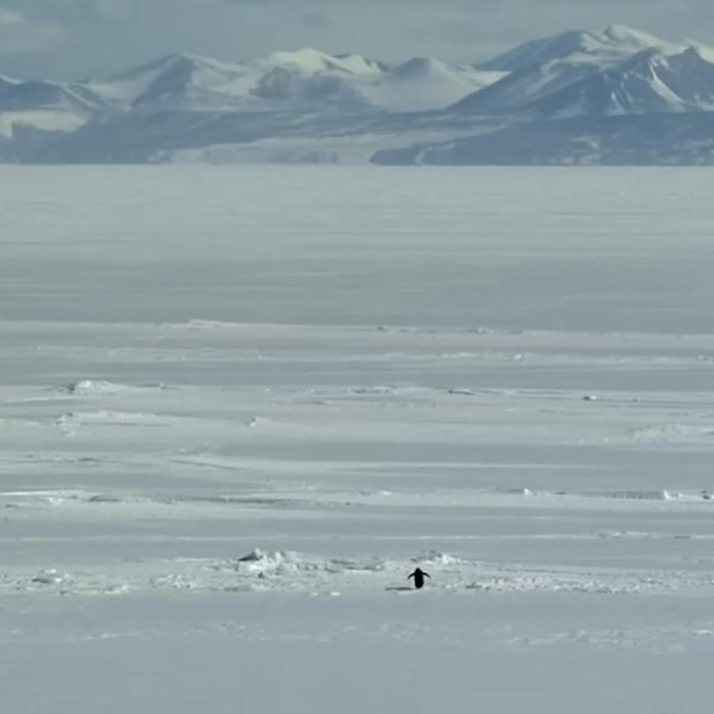 Die berühmte Szene aus Werner Herzogs Dokumentarfilm "Begegnungen am Ende der Welt": Ein Pinguin macht sich auf zu den Bergen – aus Abenteuerlust? Trotz? Depression?