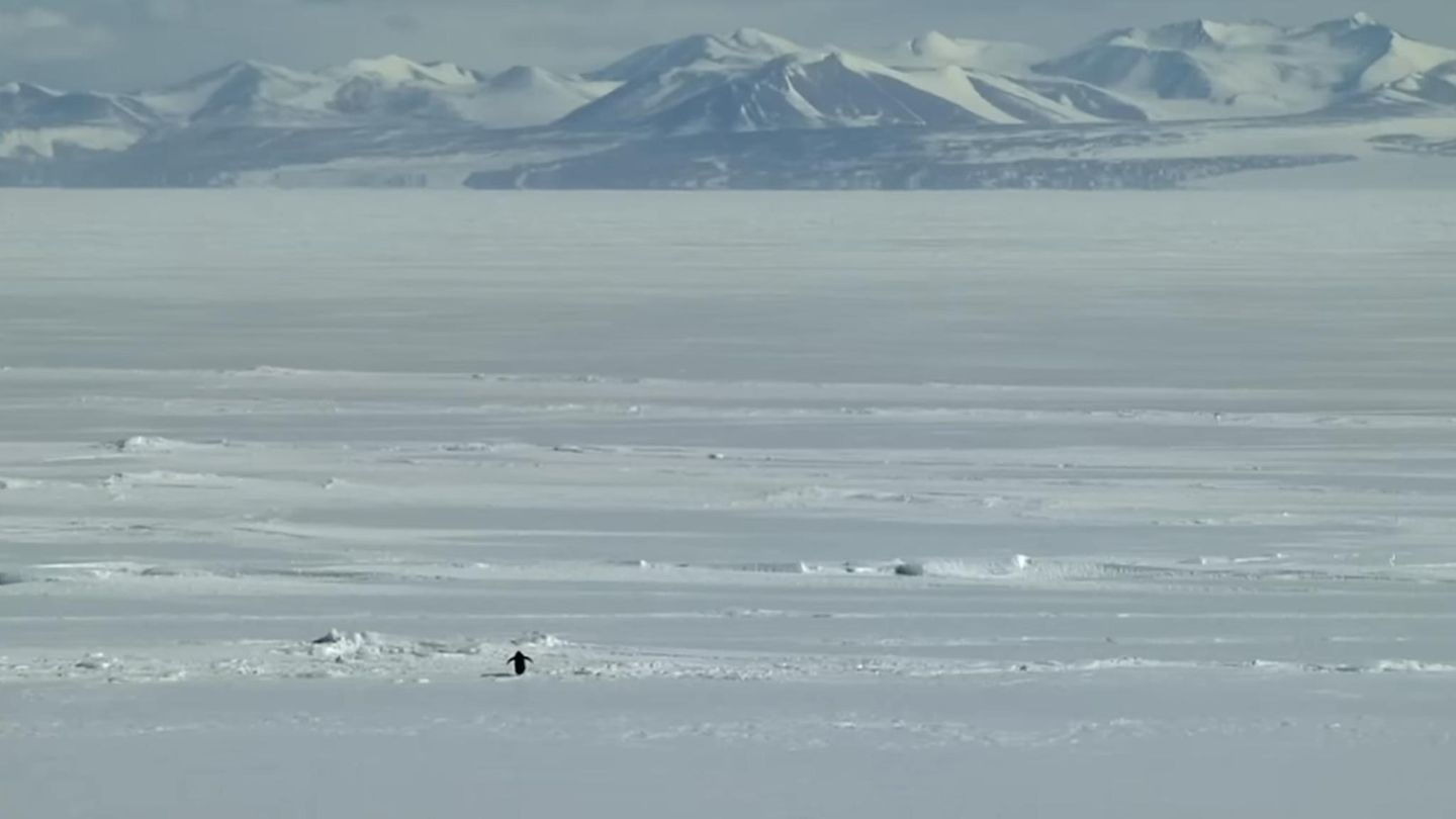 Die berühmte Szene aus Werner Herzogs Dokumentarfilm "Begegnungen am Ende der Welt": Ein Pinguin macht sich auf zu den Bergen – aus Abenteuerlust? Trotz? Depression?