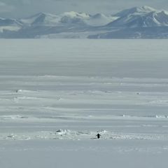 Die berühmte Szene aus Werner Herzogs Dokumentarfilm "Begegnungen am Ende der Welt": Ein Pinguin macht sich auf zu den Bergen – aus Abenteuerlust? Trotz? Depression?