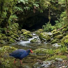 In einer Höhle auf der Nordinsel Aotearoa wurden die Überreste alter Wildtiere ausgegraben