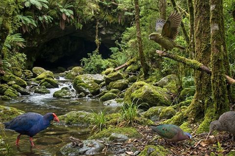 In einer Höhle auf der Nordinsel Aotearoa wurden die Überreste alter Wildtiere ausgegraben