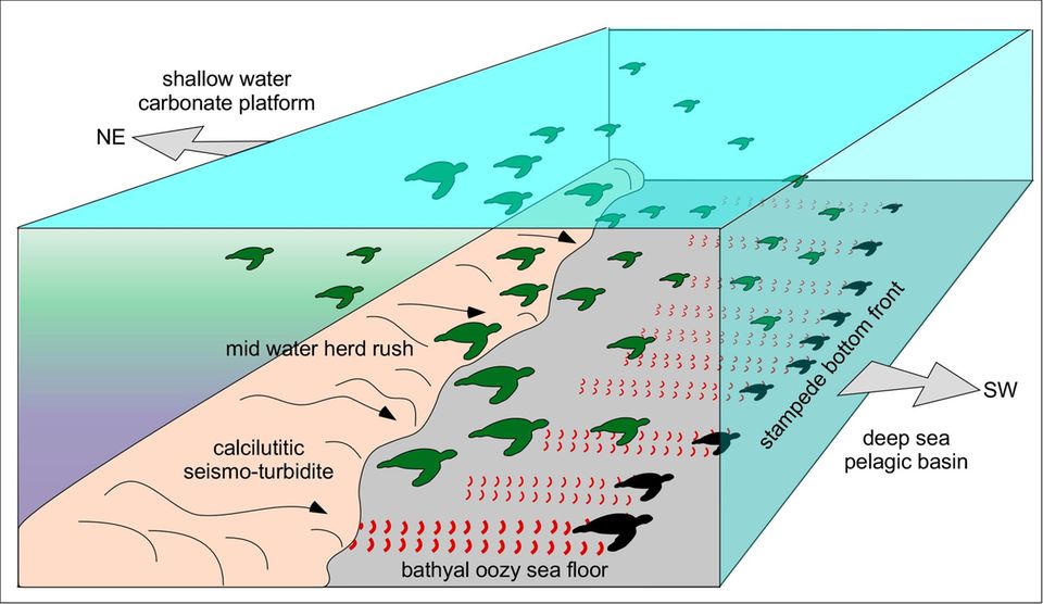 So stellen sich die Forschenden die Entstehung der Spuren im Meeresboden vor: Meeresschildkröten, die sich nahe am Boden befinden, hinterlassen bei der Flucht vor der Schlammlawine mit den Spitzen ihrer Vorderflossen Spuren im Sediment