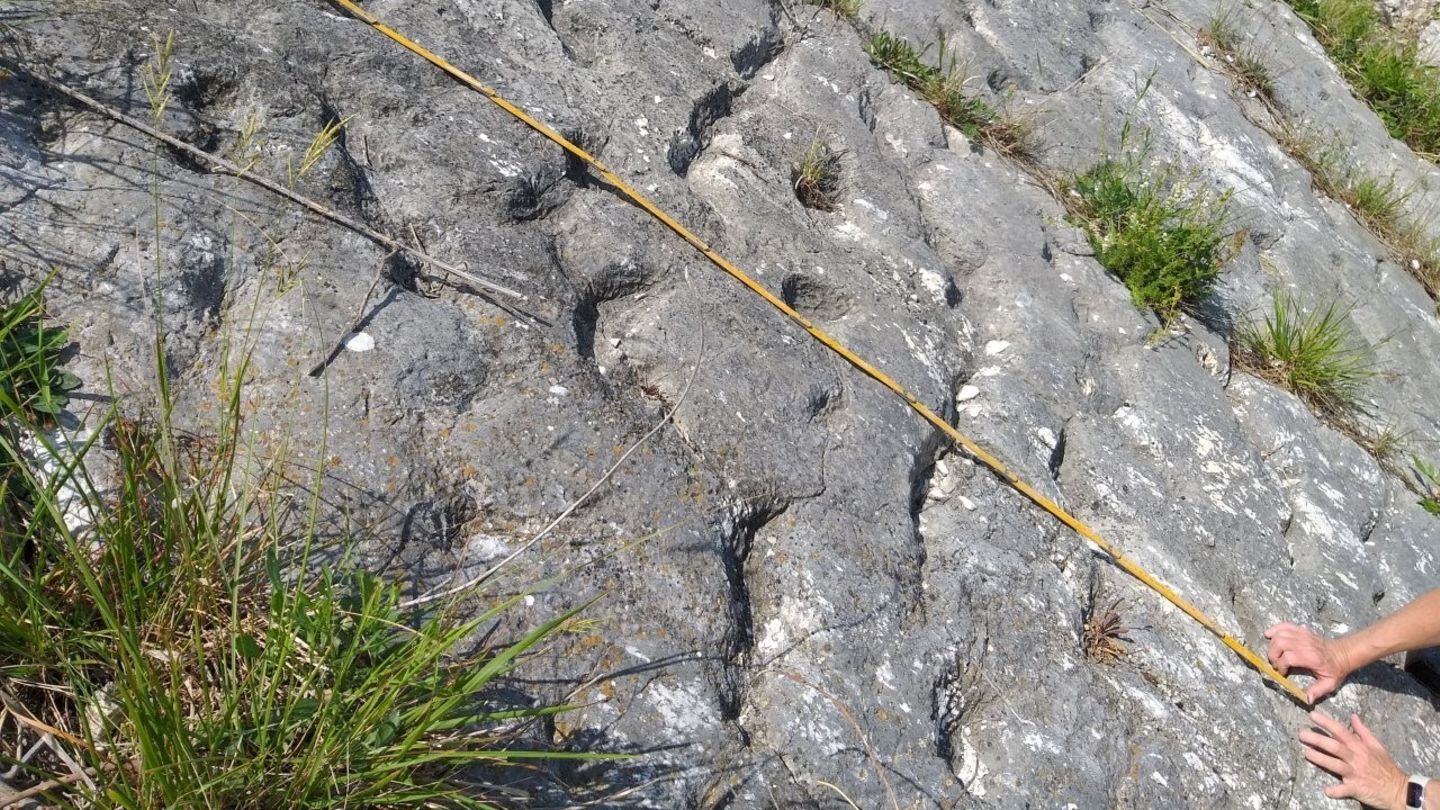 Panische-Meeresschildkr-ten-R-tselhafte-Rillen-Kletterer-entdecken-Spuren-einer-Massenflucht-am-Meeresboden