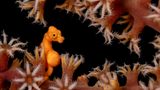 Ein schwangeres Denise-Zwergseepferdchen (Hippocampus denise) versteckt sich zwischen den Fangarmen einer Koralle. Besonders gefreut habe ihn, schreibt der Fotograf, dass die Polypen der Fächerkoralle geöffnet waren – was nicht nur schöner aussieht, sondern auch beweist, dass sich die Koralle und das Seepferdchen durch ihn nicht gestört fühlten.