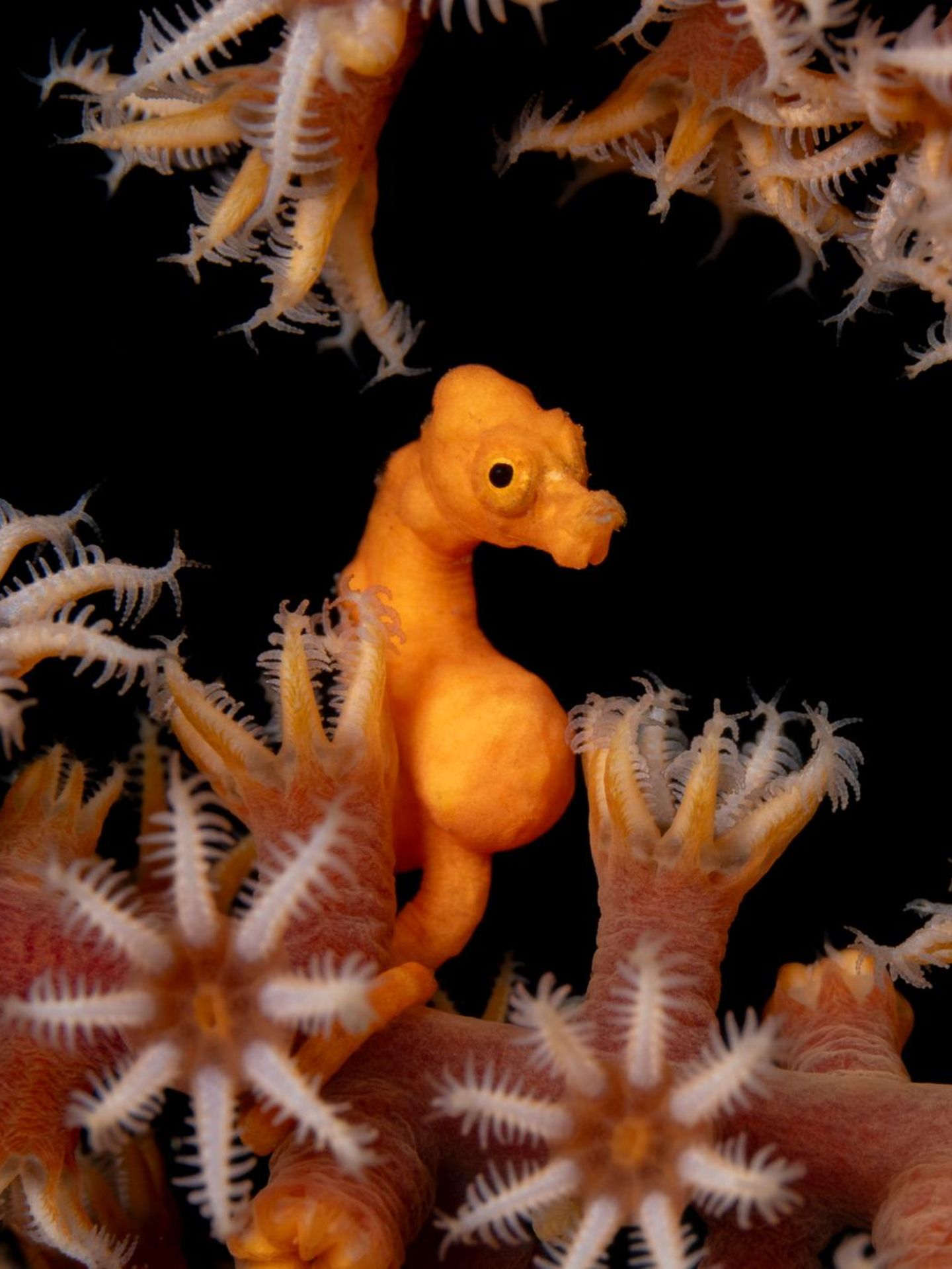 Ein schwangeres Denise-Zwergseepferdchen (Hippocampus denise) versteckt sich zwischen den Fangarmen einer Koralle. Besonders gefreut habe ihn, schreibt der Fotograf, dass die Polypen der Fächerkoralle geöffnet waren – was nicht nur schöner aussieht, sondern auch beweist, dass sich die Koralle und das Seepferdchen durch ihn nicht gestört fühlten.