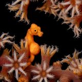 Ein schwangeres Denise-Zwergseepferdchen (Hippocampus denise) versteckt sich zwischen den Fangarmen einer Koralle. Besonders gefreut habe ihn, schreibt der Fotograf, dass die Polypen der Fächerkoralle geöffnet waren – was nicht nur schöner aussieht, sondern auch beweist, dass sich die Koralle und das Seepferdchen durch ihn nicht gestört fühlten.