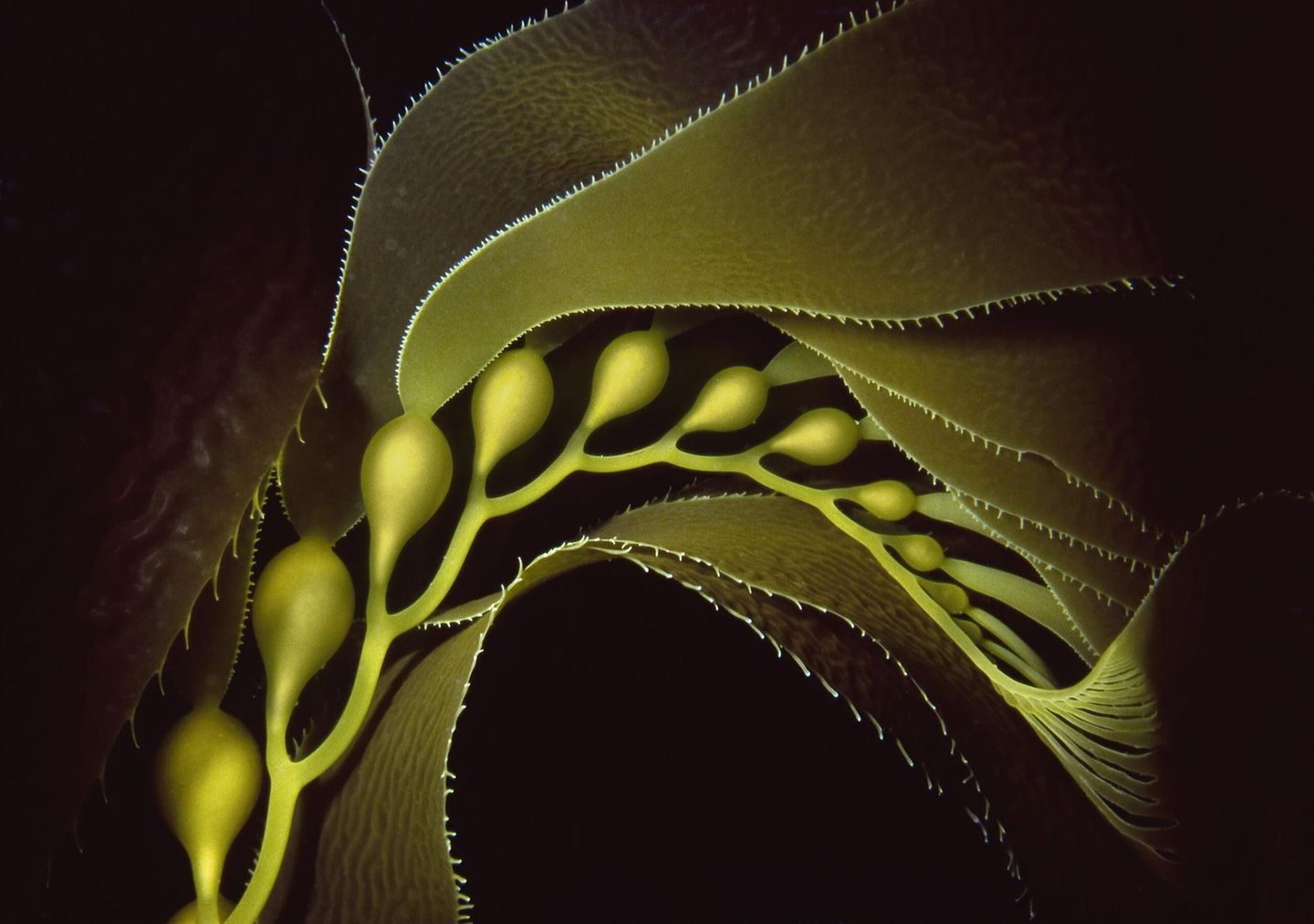 Der Unterwasserfotograf Bruce Hall ist schon lange fasziniert von der Schönheit der Kelpwälder vor der Küste Kaliforniens. Doch gerade die Beschäftigung mit Details der Pflanze stellte ihn vor Herausforderungen: Halls Sehvermögen ist stark eingeschränkt. Mit dieser Nahaufnahme errang er dennoch den vierten Platz in der Kategorie "Makro". 