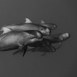 Eine Begegnung mit einer Gruppe von Grindwalen dokumentierte Shunsuke Nakano mit dieser Schwarzweiß-Aufnahme. Der Fotograf weist darauf hin, dass die markante Kerbe in der Rückflosse der beiden vorderen Tiere auf eine enge Verwandschaft hindeutet. Die Aufnahme trug ihm eine lobende Erwähnung in der Kategorie "Schwarzweiß" ein.