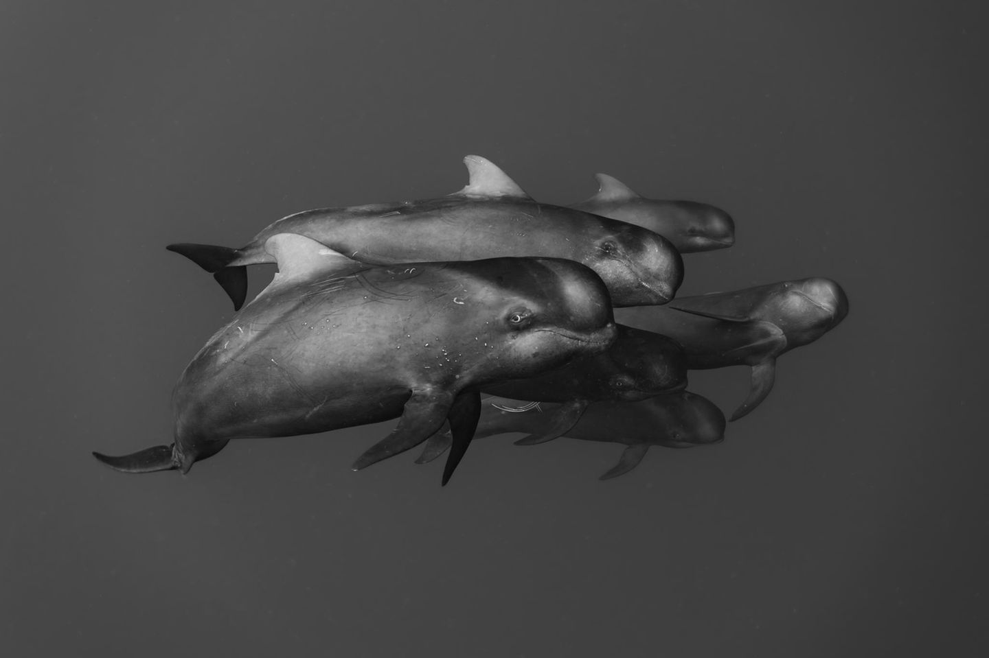 Eine Begegnung mit einer Gruppe von Grindwalen dokumentierte Shunsuke Nakano mit dieser Schwarzweiß-Aufnahme. Der Fotograf weist darauf hin, dass die markante Kerbe in der Rückflosse der beiden vorderen Tiere auf eine enge Verwandschaft hindeutet. Die Aufnahme trug ihm eine lobende Erwähnung in der Kategorie "Schwarzweiß" ein.