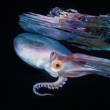 Diesen Löcherkraken, englisch Blanket octopus, entdeckte der Fotograf bei einem Nachttauchgang im rabenschwarzen Wasser der Philippinen. Nachts zu tauchen ist besonders reizvoll, weil sich im Schutz der Dunkelheit Kreaturen der Tiefe zeigen, die tagsüber das Licht scheuen. Allerdings braucht es auch einige Übung, denn das völlige Fehlen von Orientierungspunkten ist für Taucher zunächst verwirrend. Und nicht ungefährlich. Mit dem Foto errang der Fotograf eine lobende Erwähnung in der Kategorie "Blackwater".