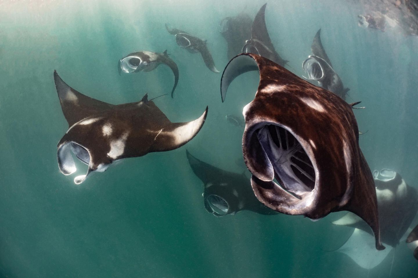 An manchen Tagen im Jahr, abhängig von Jahreszeit, Gezeiten, Mondphasen und Strömungen, verwandelt sich die Hanifaru-Bucht auf den Malediven in ein riesiges Plankton-Buffet für Dutzende, manchmal auch Hunderte von Riffmantas. Die Aufnahme bekam von der Jury eine lobende Erwähnung in der Rubrik "Compact Behavior".