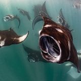 An manchen Tagen im Jahr, abhängig von Jahreszeit, Gezeiten, Mondphasen und Strömungen, verwandelt sich die Hanifaru-Bucht auf den Malediven in ein riesiges Plankton-Buffet für Dutzende, manchmal auch Hunderte von Riffmantas. Die Aufnahme bekam von der Jury eine lobende Erwähnung in der Rubrik "Compact Behavior".