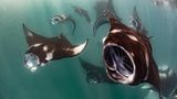 An manchen Tagen im Jahr, abhängig von Jahreszeit, Gezeiten, Mondphasen und Strömungen, verwandelt sich die Hanifaru-Bucht auf den Malediven in ein riesiges Plankton-Buffet für Dutzende, manchmal auch Hunderte von Riffmantas. Die Aufnahme bekam von der Jury eine lobende Erwähnung in der Rubrik "Compact Behavior".