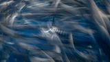 In der Magdalena-Bucht (Mexiko) fing James Ferrera diese Jagdszene ein: Durch einen Vorhang aus wild flüchtenden Sardinen ist ein Gestreifter Marlin erkennbar. Der blitzschnelle Jäger wartet auf einen günstigen Moment. Ein Bild, das dem Fotografen in der Kategorie "Weitwinkel" den vierten Platz einträgt.