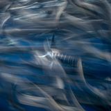 In der Magdalena-Bucht (Mexiko) fing James Ferrera diese Jagdszene ein: Durch einen Vorhang aus wild flüchtenden Sardinen ist ein Gestreifter Marlin erkennbar. Der blitzschnelle Jäger wartet auf einen günstigen Moment. Ein Bild, das dem Fotografen in der Kategorie "Weitwinkel" den vierten Platz einträgt.