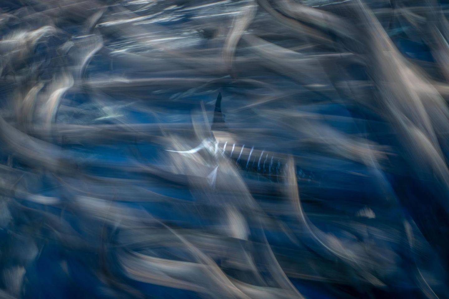 In der Magdalena-Bucht (Mexiko) fing James Ferrera diese Jagdszene ein: Durch einen Vorhang aus wild flüchtenden Sardinen ist ein Gestreifter Marlin erkennbar. Der blitzschnelle Jäger wartet auf einen günstigen Moment. Ein Bild, das dem Fotografen in der Kategorie "Weitwinkel" den vierten Platz einträgt.